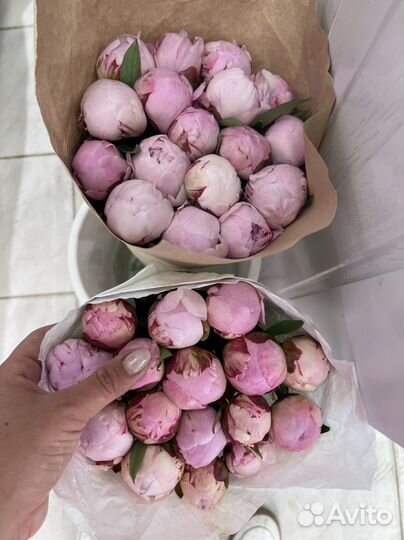 Пионы. Сара бернар. Спб. Поштучно. Самовывоз