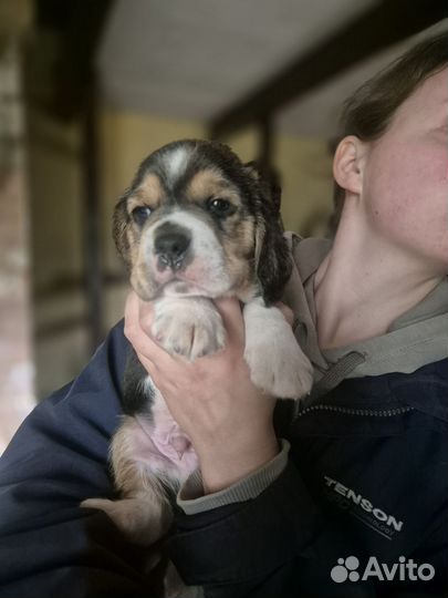 Собаки щенки бигль