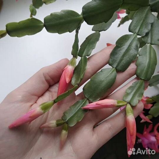 Декабрист розовый, шлюмбергера