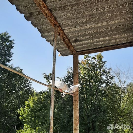 Голуби почтовые Поляки (Польские)