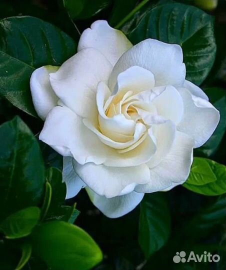 Гардения жасминовидная