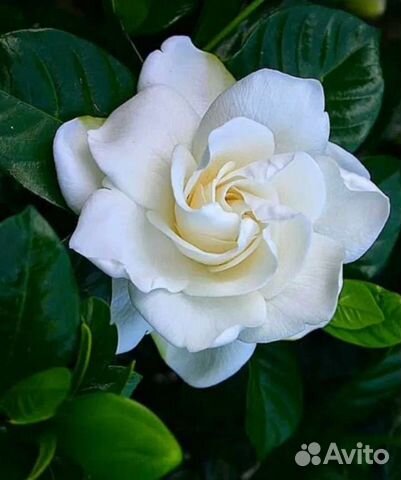 Гардения жасминовидная