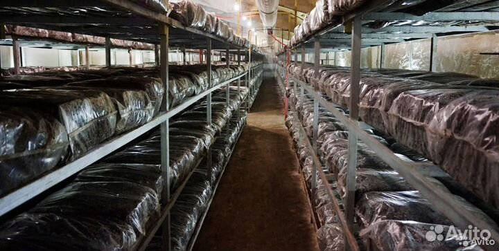 Компост для выращивания шампиньонов