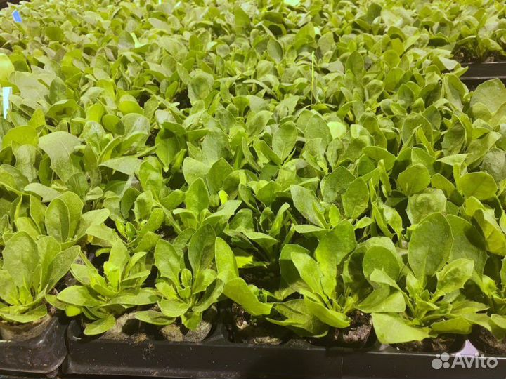 Укорененные черенки петуния, калибрахоа, бакопа