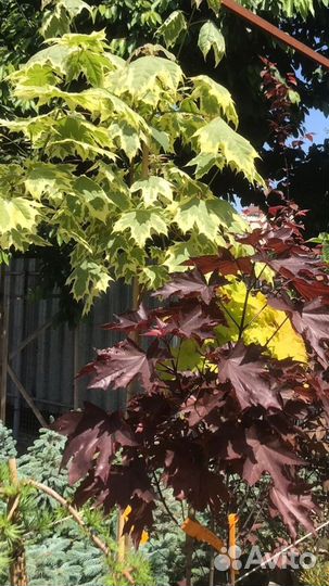 Деревья на штамбе