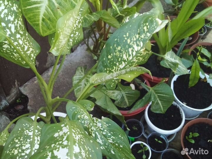 Комнатные растения цветы много разные