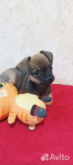 Той-терьер щенок