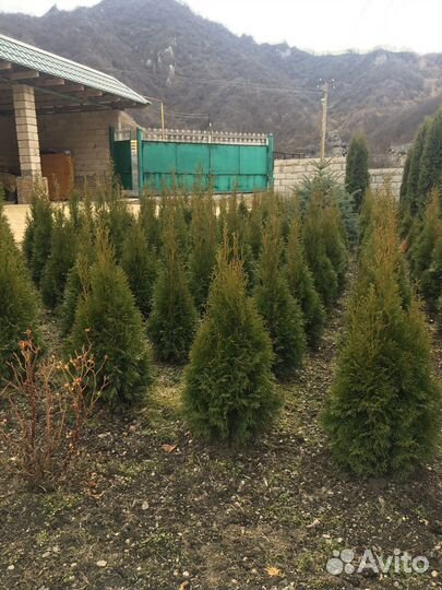 Туи смарагд