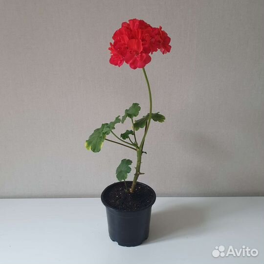 Пеларгония герань