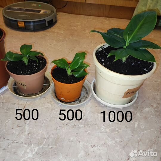 Домашний банан Киевский суперкарлик