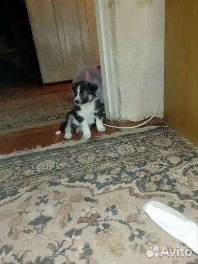 Щенки лайки