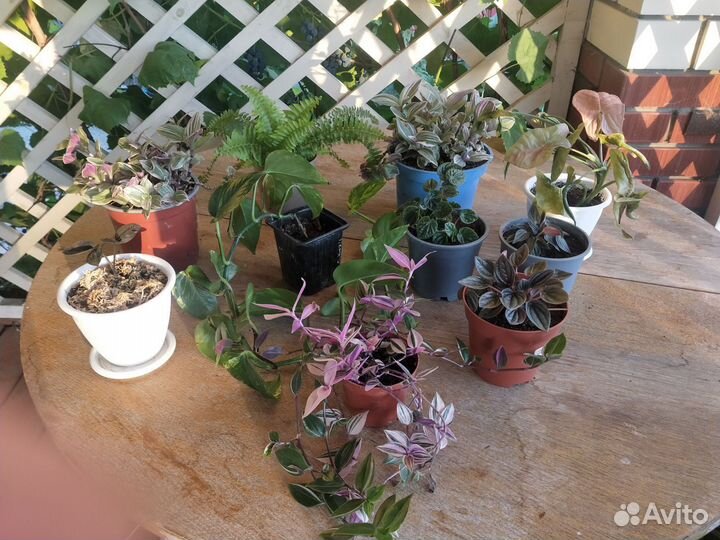 Комнатные цветы