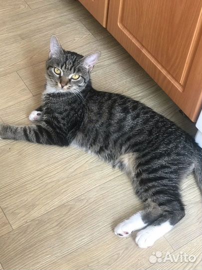 Кошки в добрые руки