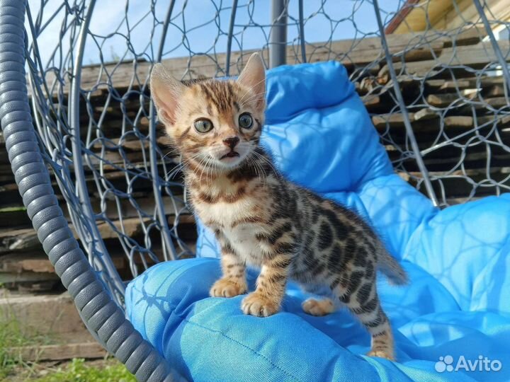 Бенгальская кошка