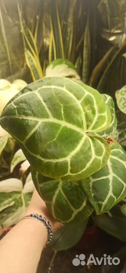 Антуриум кристаллинум Cristallinum