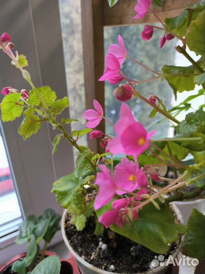 Черенки бегонии Глуар де Лоррен