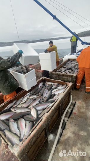 Форель охлаждённая