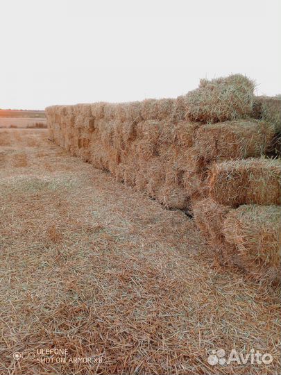 Солома в тюках 2024 года