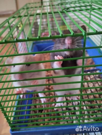 Крыса дамбо мальчики