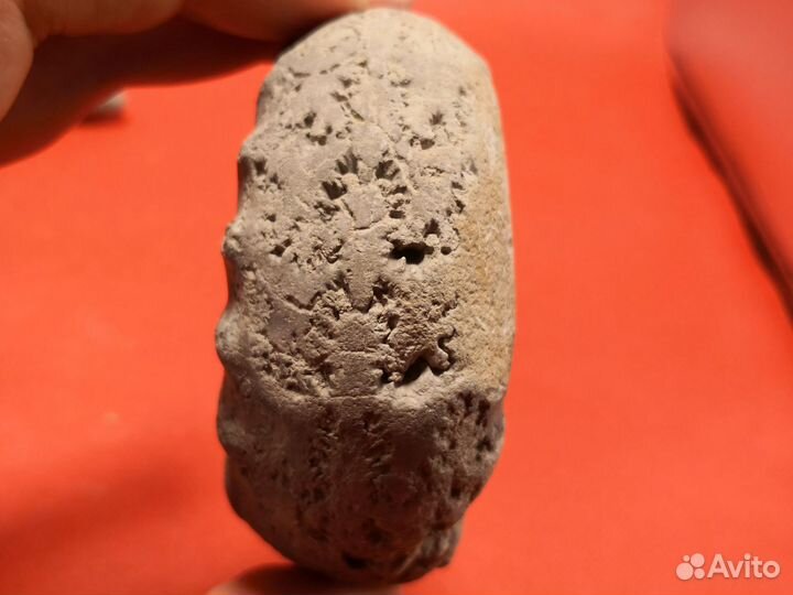 Набор волжских окаменелостей