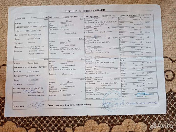 Русско европейская лайка