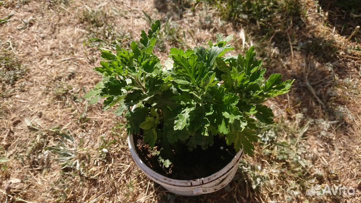 Хризантема кустовая