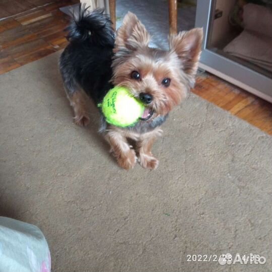 Йоркширский терьер мини вязка