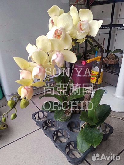 Фаленопсис пелор Патрик