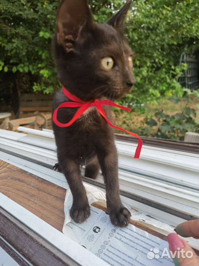 Кошка в дар бесплатно