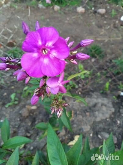 Флокс, астильба,монарда, примула,бадан,нарциссы