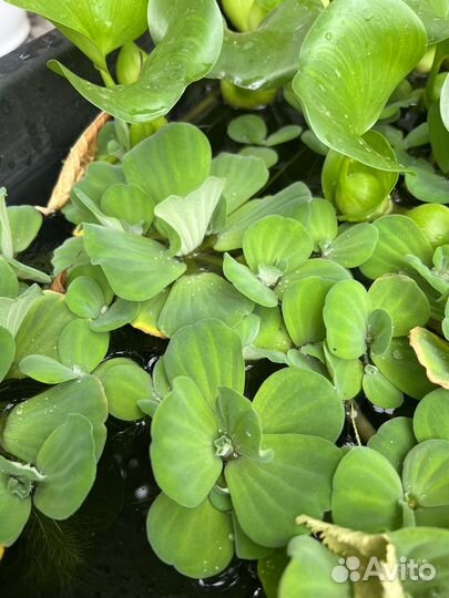 Водные растения для пруда