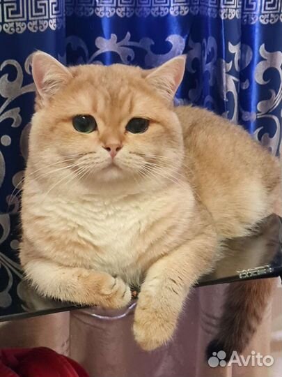 Британский кот золотая шиншилла вязка