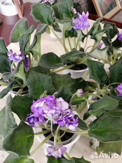 Фиалка, симполия