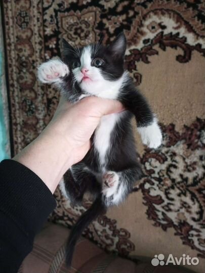 Кошка в дар бесплатно