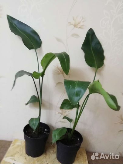 Стрелиция Николая