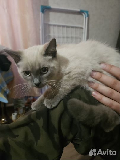 Кошка в добрые руки