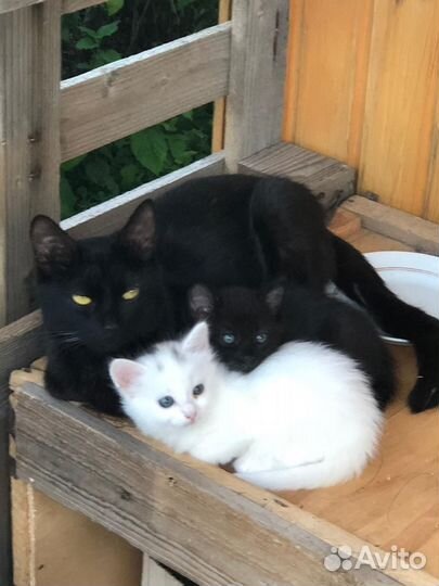 Котята кошки в добрые руки