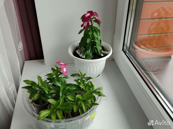 Комнатные растения