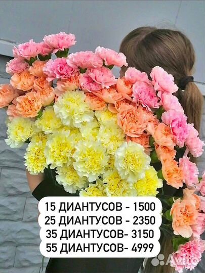 Гвоздика розовая