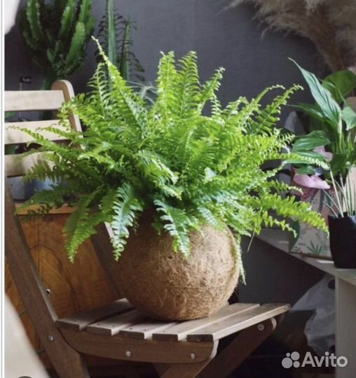 Папоротник комнатный