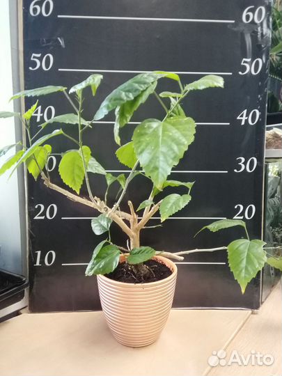 Гибискус, китайская роза