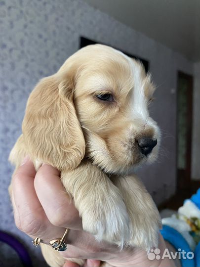 Щенки кокер спаниеля