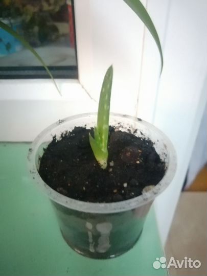 Алоэ вера растение