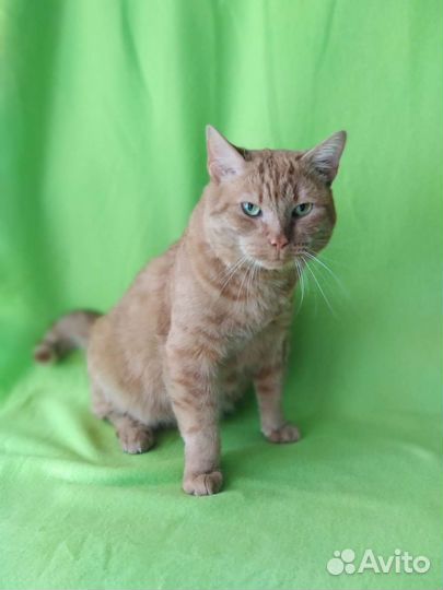 Константин ищет дом