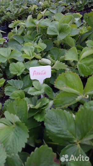 Рассада клубники