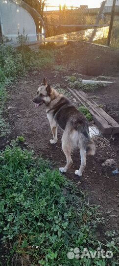 Отдам бесплатно собак