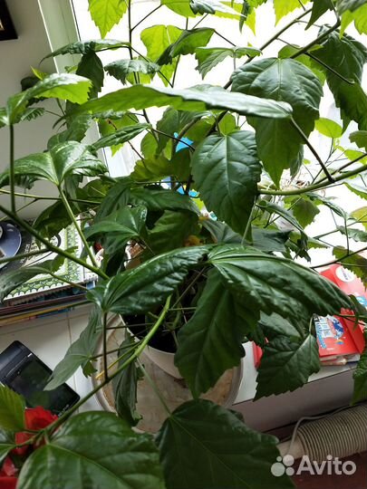 Комнатные цветы