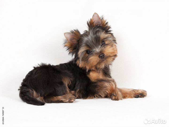 Мальчик йоркширского терьера