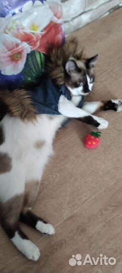 Куртка для кошки