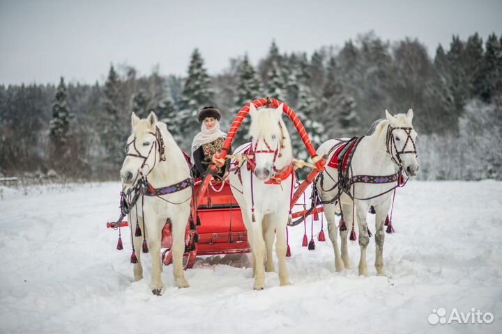 Принц на белом коне